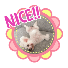 [LINEスタンプ] chiroruでーす♡