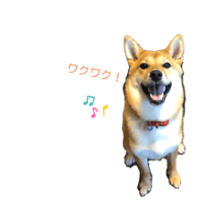 [LINEスタンプ] 柴犬ノキちゃん。その3
