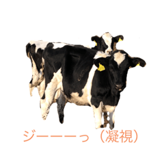 [LINEスタンプ] ネギネギネギ鴨