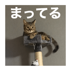 [LINEスタンプ] リトちゃんとジュニア