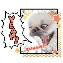 [LINEスタンプ] 私、かぼす