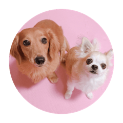 [LINEスタンプ] かわいい犬の旅に出よう