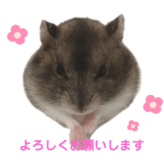 [LINEスタンプ] ハムスター専用スタンプ★