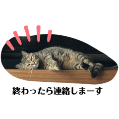 [LINEスタンプ] 良く使うと思われる日常ニャンコズ3