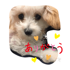 [LINEスタンプ] トイ・プードル リリちゃん