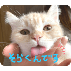 [LINEスタンプ] そら【子猫】