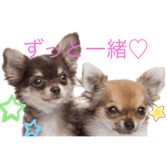 [LINEスタンプ] 愛くるしいチワワ