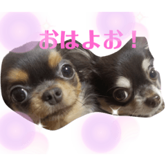 [LINEスタンプ] コロンとちゃんまの挨拶犬
