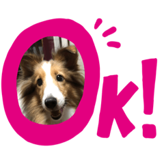 [LINEスタンプ] シェットランド・シープドッグ かのん