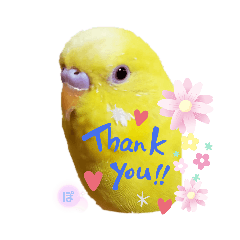 [LINEスタンプ] セキセイインコぴっぴとぽっぽ①