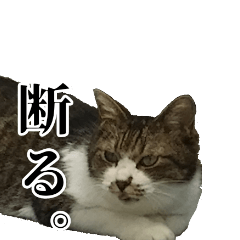 [LINEスタンプ] 悪態つきます！キジ白キャットの塩対応