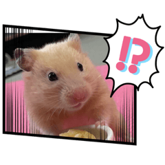[LINEスタンプ] キンクマハムスターころも