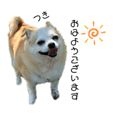 [LINEスタンプ] ワンコ5兄弟