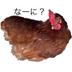 [LINEスタンプ] 鶏の日常2