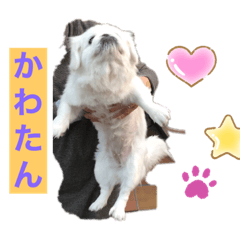 [LINEスタンプ] いけません。‼️