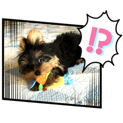 [LINEスタンプ] 茶まめのまめちゃん2