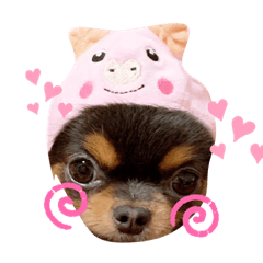[LINEスタンプ] コロンとちゃんまの日常会話 1