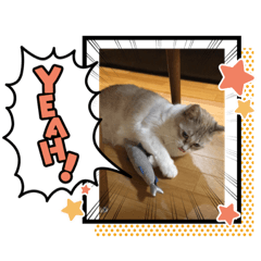 [LINEスタンプ] ニャーコ＆ペロ