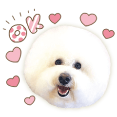[LINEスタンプ] ビションフリーゼ♡リリー