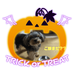 [LINEスタンプ] ヨーキーのモコ
