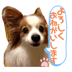 [LINEスタンプ] パピヨン犬テリーの日常