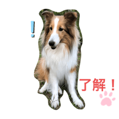 [LINEスタンプ] シェルティかのん