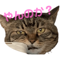 [LINEスタンプ] れんこちゃんすたんぷ