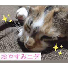 [LINEスタンプ] 僕の愛猫達