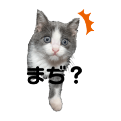 [LINEスタンプ] 猫のここあ