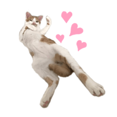 [LINEスタンプ] うちのマッチョ猫