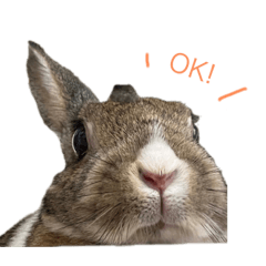 [LINEスタンプ] うさぎさんモカの日常