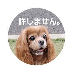 [LINEスタンプ] シュリ爺のデイリースタンプ
