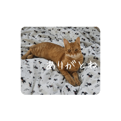 [LINEスタンプ] とらさぶろ〜