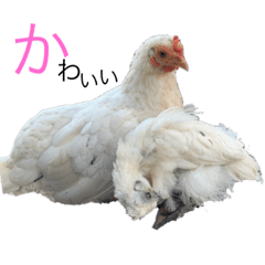 [LINEスタンプ] 鶏の日常 1