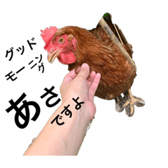 [LINEスタンプ] 鶏の日常3