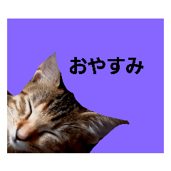 [LINEスタンプ] 猫と共に挨拶を