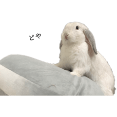 [LINEスタンプ] うさぎのやまいも(博多弁)