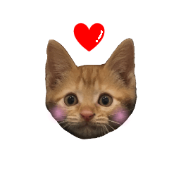 [LINEスタンプ] ぬこ家のぬこ日常