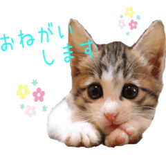 [LINEスタンプ] 保護猫カフェ ウリエル