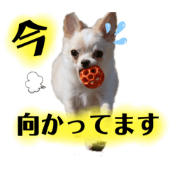 [LINEスタンプ] おもちスタンプ第2弾！