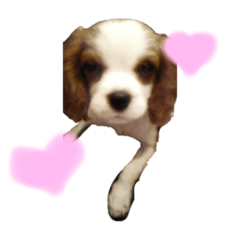 [LINEスタンプ] ずっくんだよ