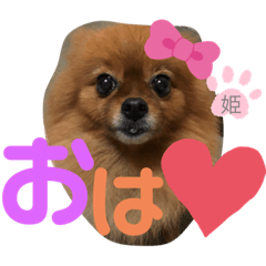 [LINEスタンプ] ポメラニアン姫ちゃん ⑫