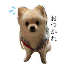 [LINEスタンプ] ポポちゃんの日常。