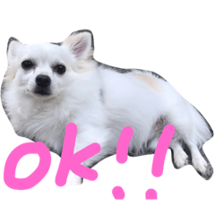 [LINEスタンプ] ジャック先輩