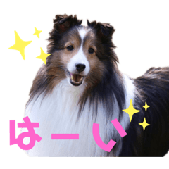 [LINEスタンプ] シェルティ ルルはるカトル