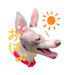 [LINEスタンプ] イタグレ♡すたんぷ