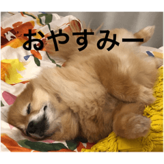 [LINEスタンプ] aikencoco