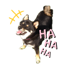 [LINEスタンプ] 黒柴いち
