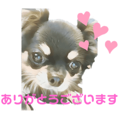 [LINEスタンプ] かわいいチワワのタンタンstamp