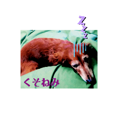 [LINEスタンプ] うちの犬はだるがりや